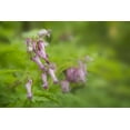 thumbnail image 2 of Grall, Don 32x23 Black Ornate Wood Framed with Double Matting Museum Art Print Titled - TN, Great Smoky Mts Bleeding heart in Cades Cove, 2 of 4