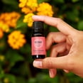 thumbnail image 2 of Edens Garden Rosemary Around The World Essential Oil- 100% Pure Premium Grade, Undiluted, Natural, Therapeutic, Aromatherapy, The Best for Skin, Face, Humidifiers 10 ml (.33 fl oz), 2 of 8