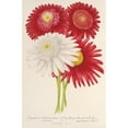 thumbnail image 3 of Charles Antoine Lemaire 17x24 Black Modern Framed Museum Art Print Titled - Pyrethrum Roseum (Variety Jardiniques Du) (1854-1896), 3 of 5