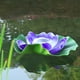 thumbnail image 2 of Lámpara flotante para piscina, luces solares de loto, impermeable, LED, linterna de jardín de flores, lámpara solar, flor de loto, lámpara flotante solar para jardín al aire libre, linterna púrpura, 2 of 5