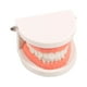 thumbnail image 5 of Juguete educativo Montessori para práctica de ayudas didácticas para cepillado de dientes (modelo de diente), 5 of 9