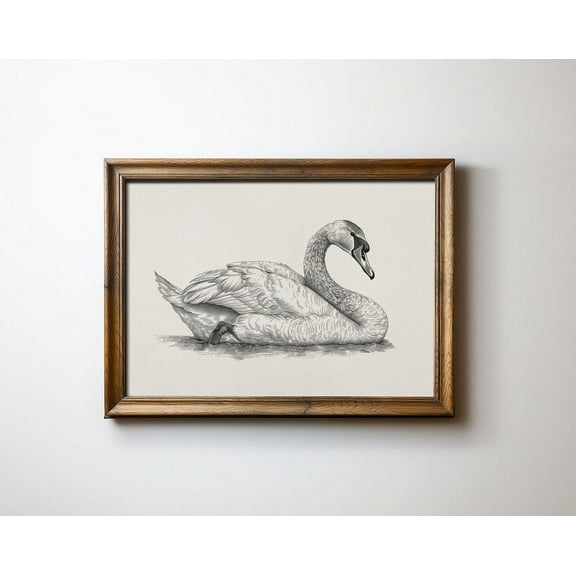 Swan Sketch Drawing, Coquette Room Decor, Spring Black And White Print, Wall Art, Modern Wall Decor, 8x12 UNFRAMED