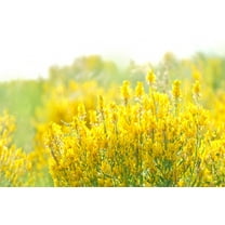 3000 YELLOW SWEET CLOVER Melilotus Officinalis Flower Seeds