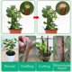 thumbnail image 3 of Bonsai Pruning Cutting Paste Compound Tree Sealer Grafting Sealant For Garden Wound Treatment, 3 of 5