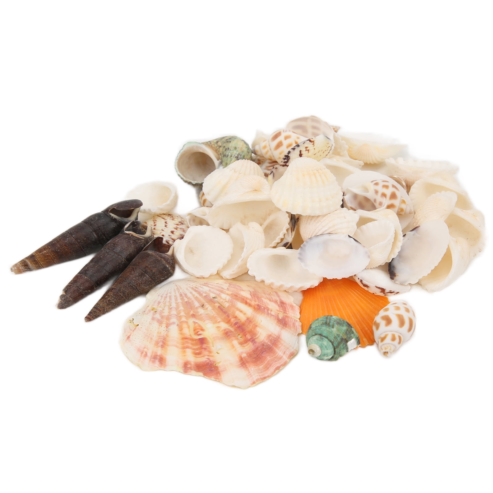Tiny Natural Mixed Ocean Sea Shells, Fish Tank Decoration Shells Beautiful Assortment A Unique