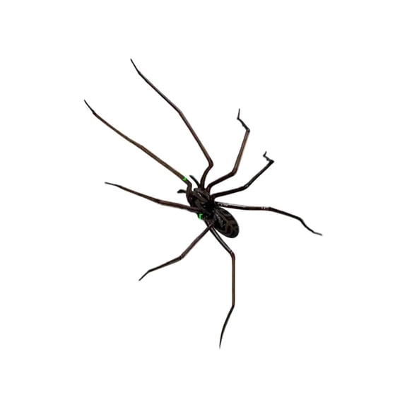 3D Realistic Spider Fridge - Lifelike Removable Decor for Refrigerator, Garage & Car - Fun Prank & Decoration