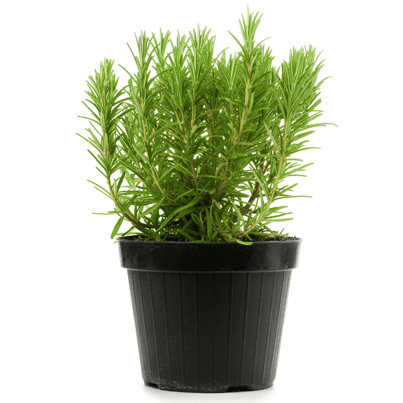 Rosemary Plants Live, Fragrant Rosemary Plant in Pot, 6-8 Inches Height, Fragrant Herb for Edible Gardening, 2 Pcs Per Pot