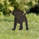 thumbnail image 5 of Perro jardín escultura patio arte Animal , estatua césped adornos artesanías, 5 of 9