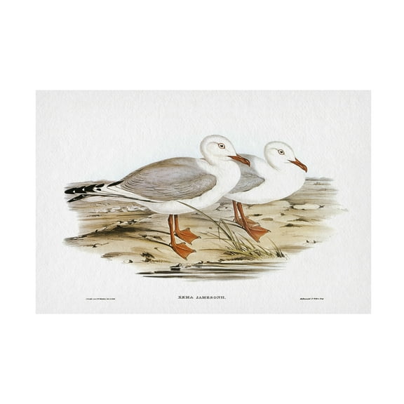 Trademark Fine Art Elizabeth Gould Seabird Pairing VII Canvas Wall Art