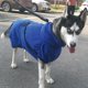 thumbnail image 3 of Albornoz superabsorbente para perros y gatos, toalla de microfibra Azul L, 3 of 9