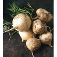 thumbnail image 4 of Thai Jicama Seeds - Giant, Crisp, & Refreshing Tubers!, 4 of 5