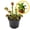 Venus Fly Trap, variant on Dionaea Muscipula 2-4" (Venus Fly Trap) 1ct – Live Plant for Indoor Outdoor Use, Carnivorous Plant – Live Arrival Guaranteed