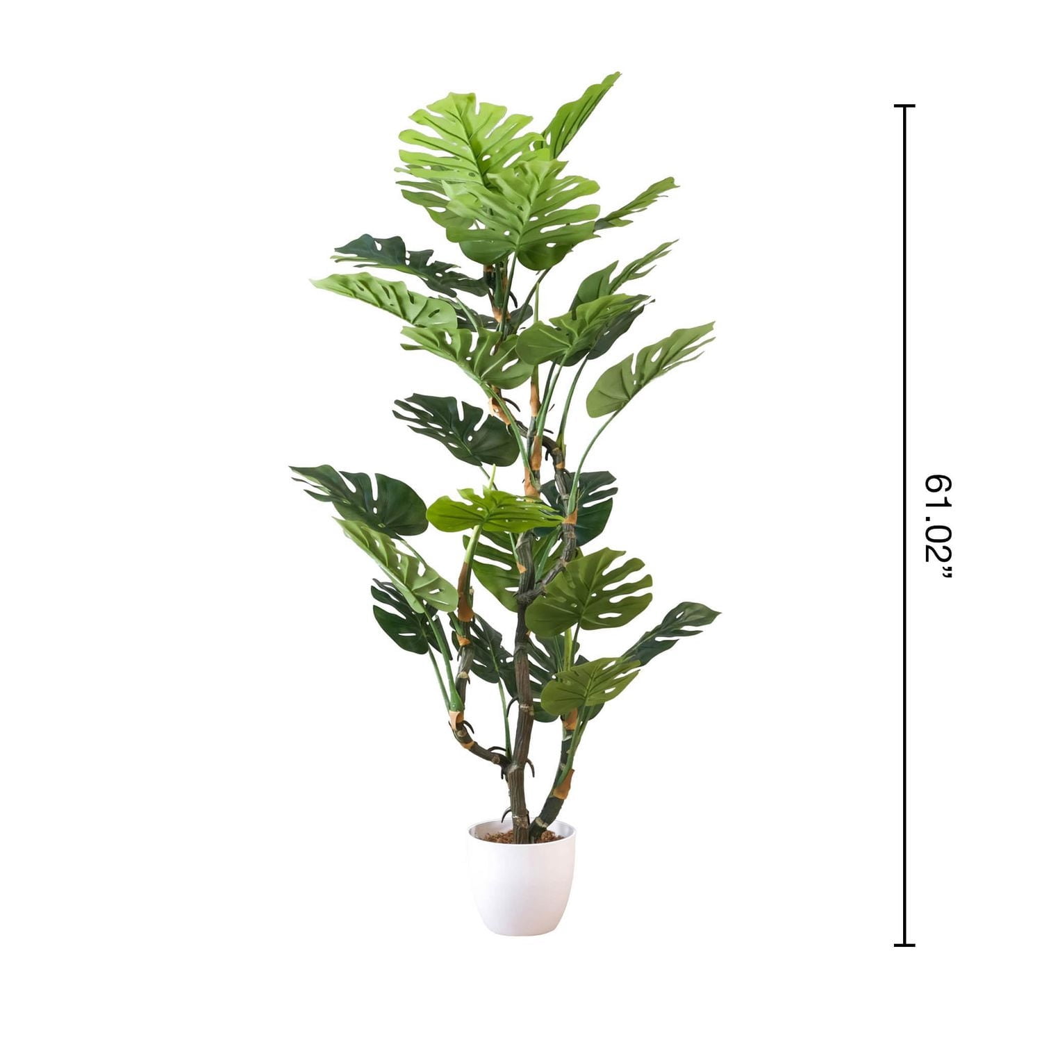 Monstera Délicieuse, 61"H