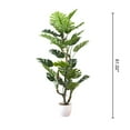thumbnail image 2 of Monstera Délicieuse, 61"H, 2 of 4