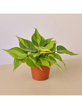 Philodendron Brasil - 4