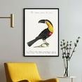thumbnail image 1 of Tucana Piperivora - Mangiapepe Toucan | Saverio Manetti | Premium Fine Art Print | 18th Century Italian | Botany | Portrait | Nature Art, 1 of 7