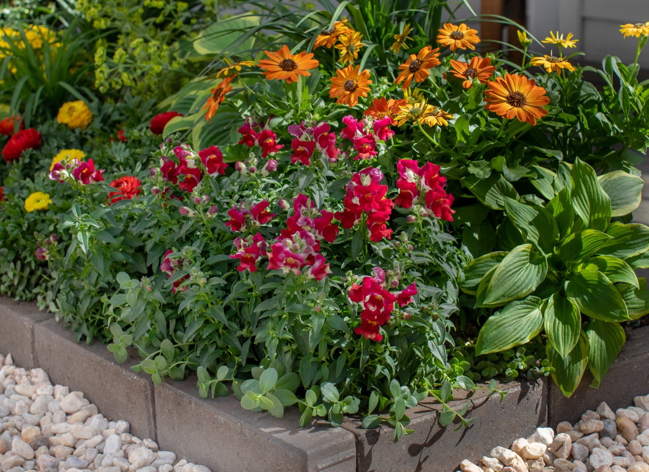 Expert Gardener 1PT Red Yellow Snapdragon Live Annual Plant Sun 6-Pack