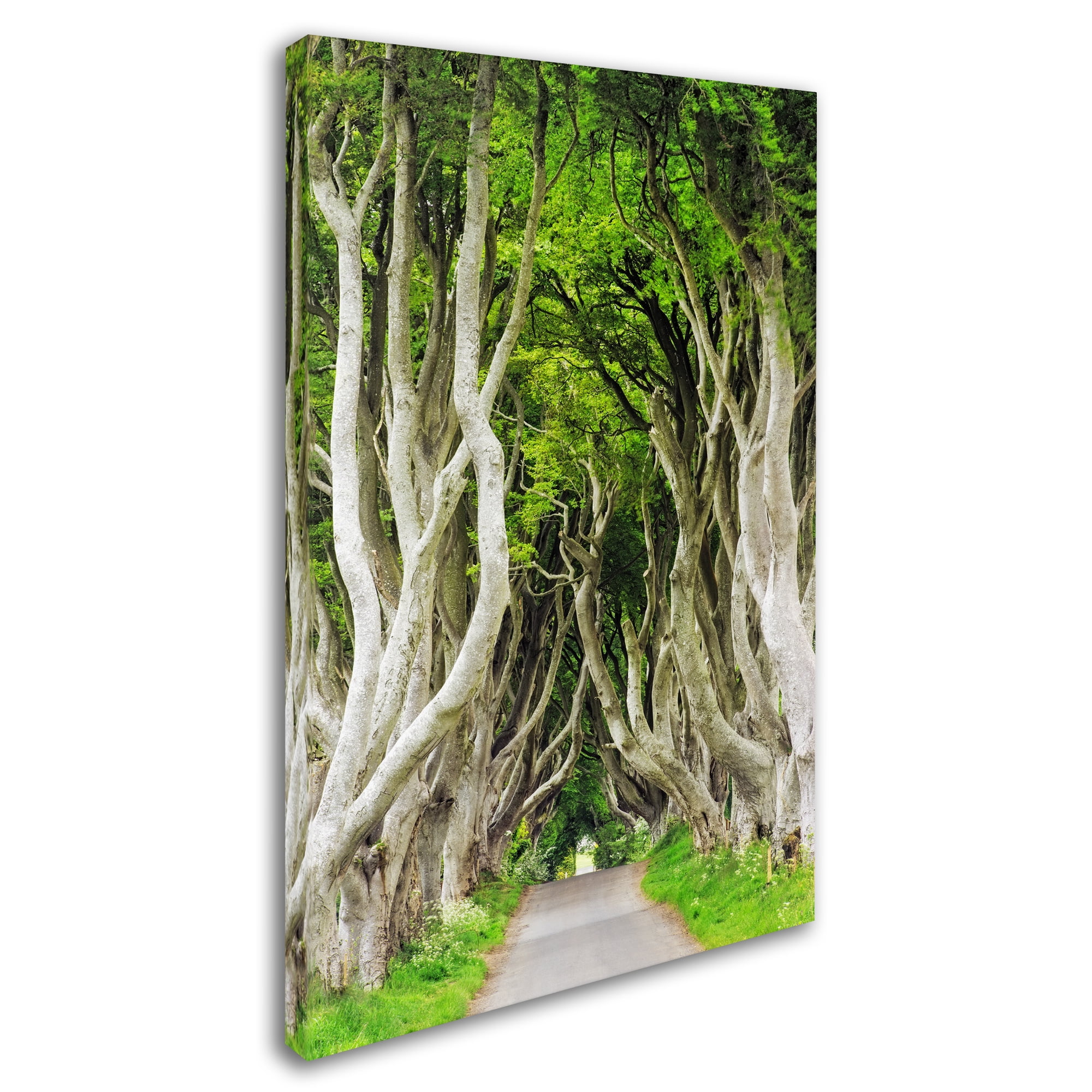 Trademark Fine Art "The Dark Hedges" Canvas Art by Philippe Sainte-Laudy