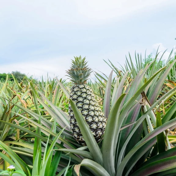 2 Sugarloaf Pineapple Plants Live to Grow 4 to 8 Inch Tall, Sweet Pineapple Fruit Tree Live Plant for Outdoor