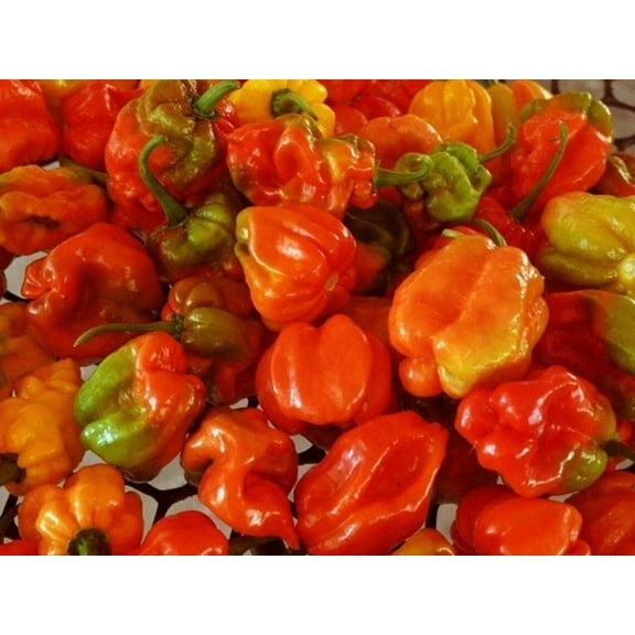 Aji Dulce Red Sweet Venezuelan National Pepper Premium Seeds Packet