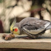 Harrison's Bird Foods Nuggies