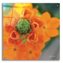 Epic Art 'Floral Pop IV' by Lori Deiter, Acrylic Glass Wall Art, 24"x24"