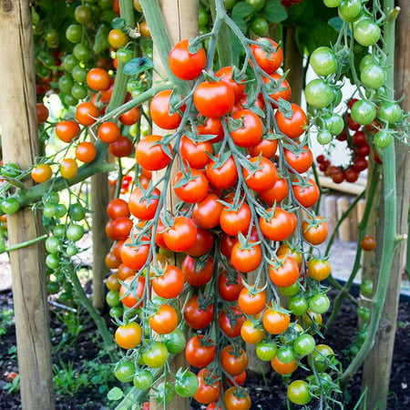 Tomato Garden Seeds - Supersweet 100 Hybrid - 100 Seeds - Non-GMO, Vegetable Gardening Seed - Super Sweet, Tomato Seeds - Supersweet 100 Hybrid -.., By Mountain Valley Seed Company Ship from