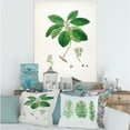 thumbnail image 2 of Designart ' Ancient Botanicals V ' Farmhouse Canvas Wall Art Print, 2 of 4