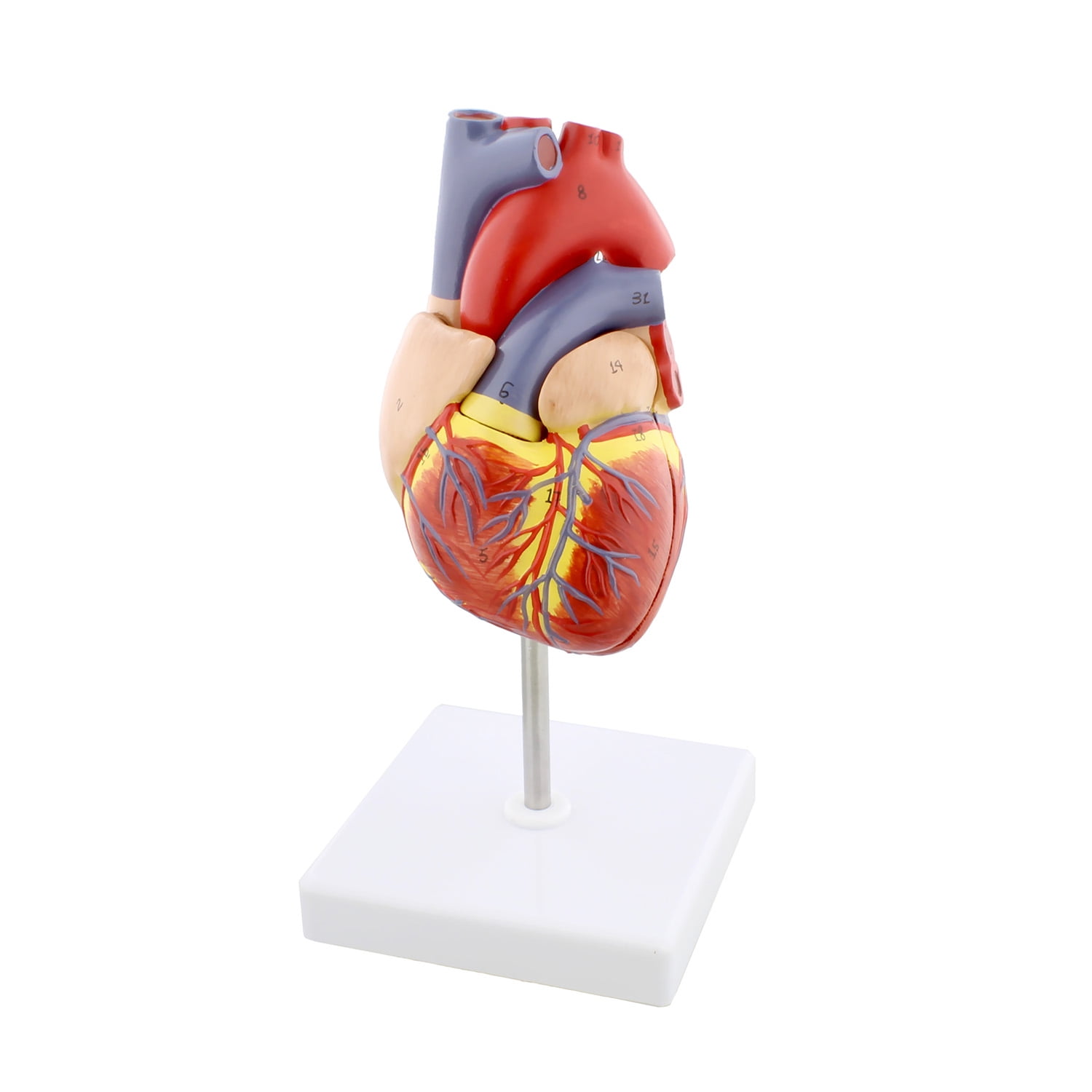 Transparent Torso Mensch Anatomie Modell 4D Set #26068 tedco toys 