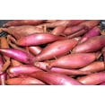 thumbnail image 5 of TomorrowSeeds - Zebrune Shallot Seeds - 600+ Count - For 2026 Planting Heirloom Gourmet French Pink, 5 of 9
