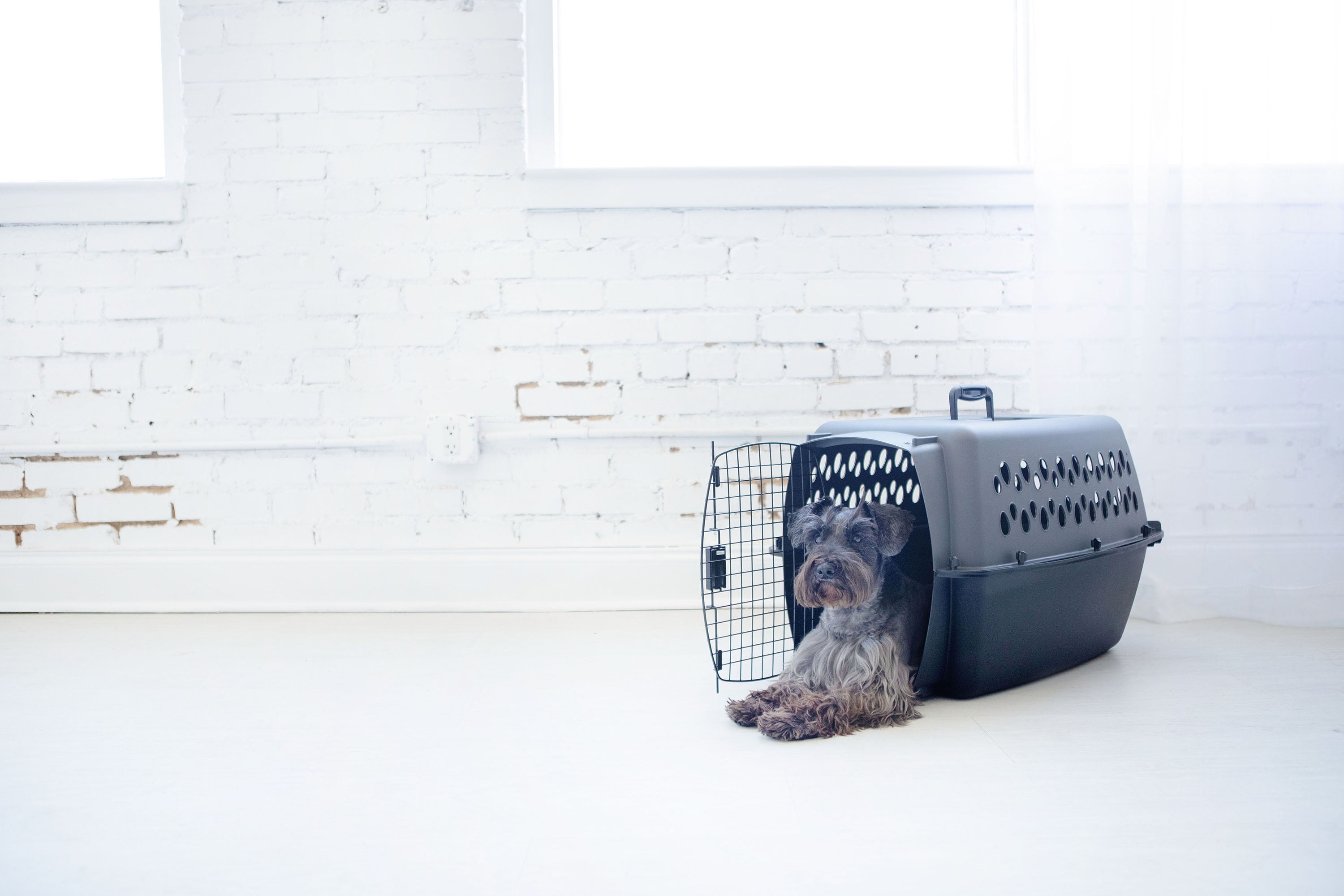 Petmate Pet Porter Traditional Travel Dog Kennel Portable Pet Carrier, Small 24" for Dogs 15-20 lb, Gray