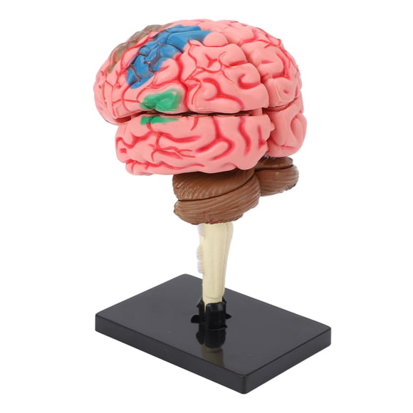 Brain Model, Simple Cleaning Human Brain Anatomical Model Safe Material for Learning