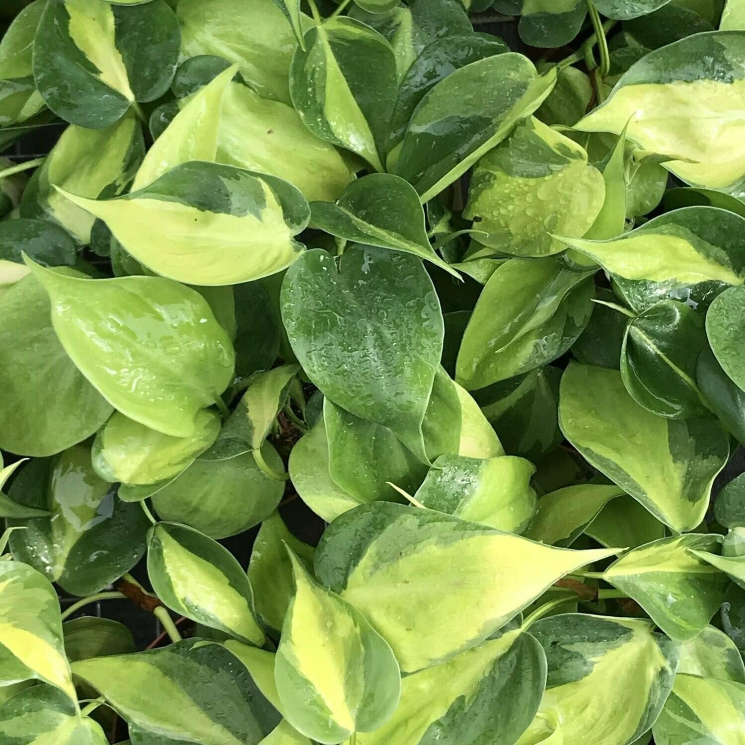 Brasil Philodendron - Live Plant in a 4 Inch Pot - Philodendron Erubescens - Extremely Rare and Beautiful Indoor Houseplant - A Rare Tropical Masterpiece