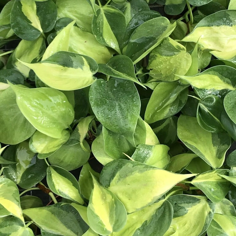 Brasil Philodendron - Live Plant in a 4 Inch Pot - Philodendron Erubescens  - Extremely Rare and Beautiful Indoor Houseplant - A Rare Tropical  Masterpiece - Walmart.com