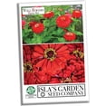 thumbnail image 2 of "Will Rogers" Zinnia Seeds for Planting, 50+ Heirloom Flower Seeds Per Packet Non GMO Seeds, Botanical Name Zinnia elegans, Great Home Garden Gift, 2 of 8