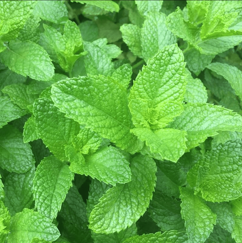 Fresh Mint Plants for Indoors Outdoors, Mint Plant Pot, Spearmint, 4 Inch Pot