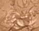 ALMOND