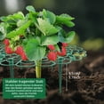 thumbnail image 5 of AXKIIN 10 Packs Strawberry Supports, Strawberry Planting Rack with 4 Sturdy Support Feet, Strawberry Supports for Garden, Strawberry Plant Support Prevent Strawberry Rot., 5 of 6
