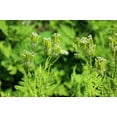thumbnail image 6 of 20  Seeds SWEET CICELY Myrrhis Odorata Herb Fragrant Flower Licorice Flavor, 6 of 7
