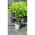 thumbnail image 4 of Nicely-Sized Fragrant Night Blooming Jasmine in one trade gallon Container (0.667 gallons of dirt), 4 of 5