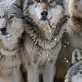 thumbnail image 5 of Orinice Wolves Snow Wildlife Bathroom Decor Set, Colorful Graphic Print Polyester Fabric Fashion Shower Curtain Set with Hooks, 100% Polyester, Waterproof, Easy Installation, Machine Washable 60x72, 5 of 7