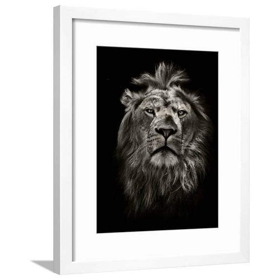 Graphic Black and White Lion Portrait on Black, Animals Framed Art Print Wall Art by mark higgins Sold by Art.Com