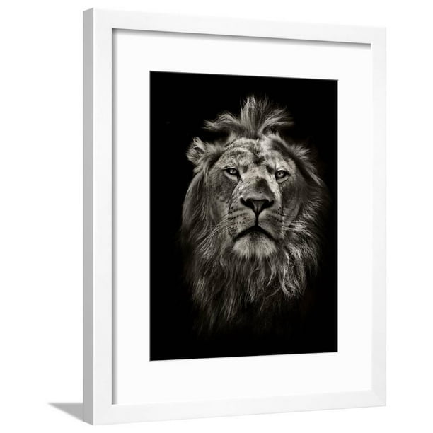 Graphic Black and White Lion Portrait on Black, Animals Framed Art Print Wall Art by mark higgins Sold by Graphic Black and White Lion Portrait on Black, Animals Framed Art Print Wall Art by mark higgins Sold by