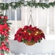 thumbnail image 5 of Cesta artificiales Poinsettia artificial LED con luces de cadena Zulema Cesta colgante, 5 of 7