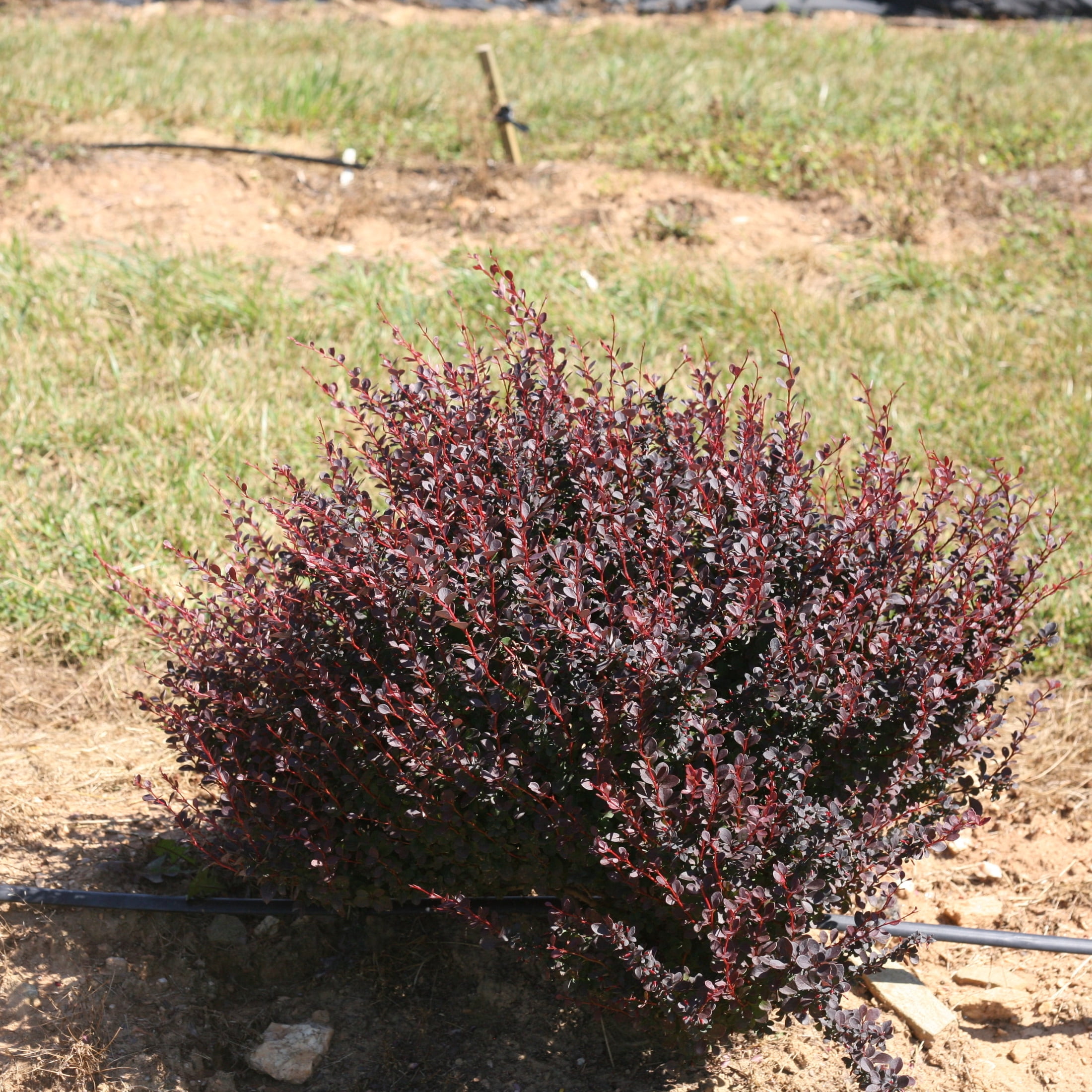 Proven Winners ColorChoice 5" Purple Sunjoy Todo Barberry Live Plant in 4.5" Pot (4 Count)