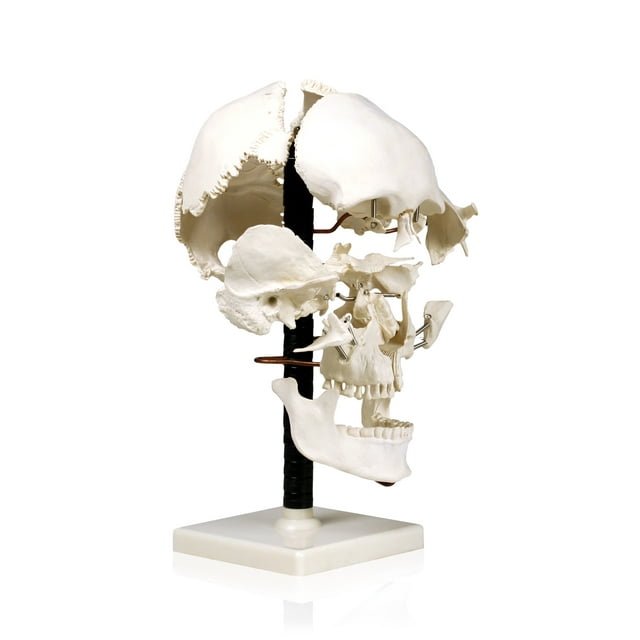 Isaac Technologies IC-B10250 “Explosion” pour Montrer Comment les Os s'Adaptent Distribué, Monté sur Fil pour Conserver la Relation Spatiale Études Médicales avec Clé d'Identification
