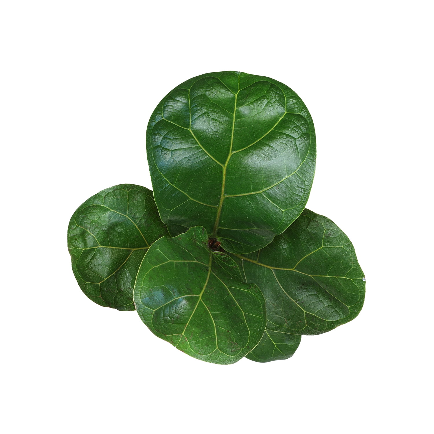 Altman Plants 9" Dark Green Ficus Lyrata Live Plants in 4" Planter Pots