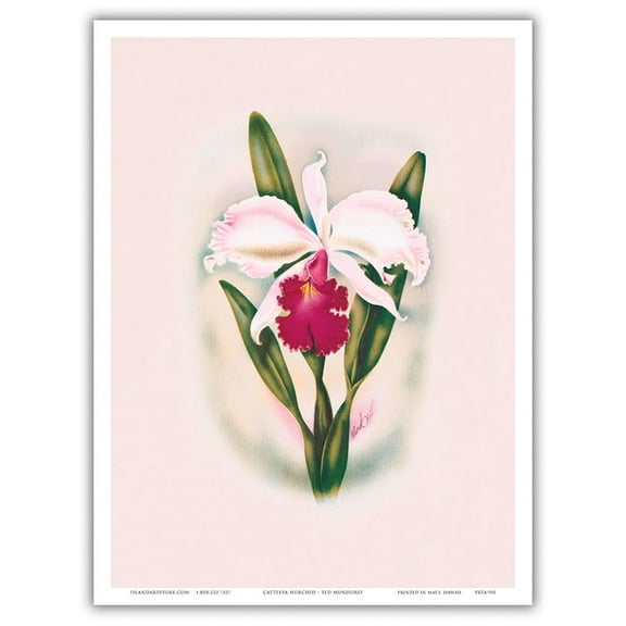 White Cattleya Orchid - Queen of Orchids - Hawaii - Vintage Hawaiian Airbrush Art by Ted Mundorff c.1947 - Master Art Print (Unframed) 9in x 12in
