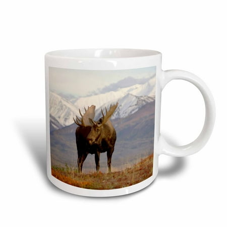 3dRose Moose bull wildlife, Denali National Park, Alaska - US02 SKA3065 - Steve Kazlowski, Ceramic Mug, 11-ounce