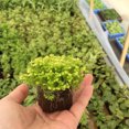 thumbnail image 3 of Bloque de plántulas semillas de plantas de jardín pellets de suelo de vivero cubo de plántulas flor de rosa herramienta de cultivo sin suelo 20 piezas Inevent JJ25809-00, 3 of 6